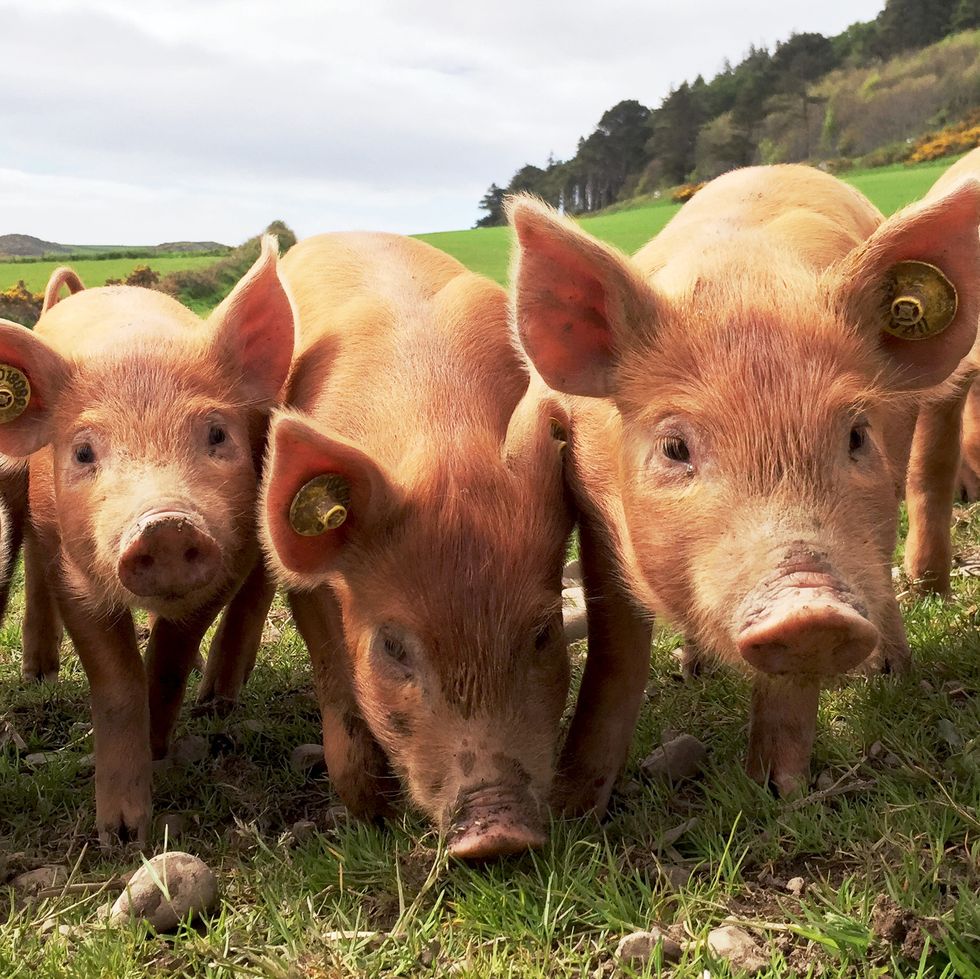 piglets on a farm