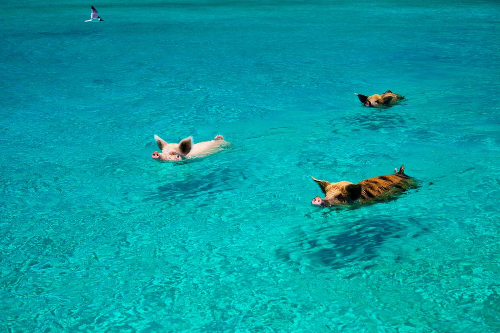 Pigs swim