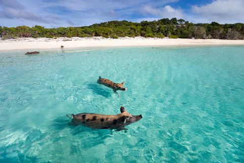 pigs swimming in the sea in exuma