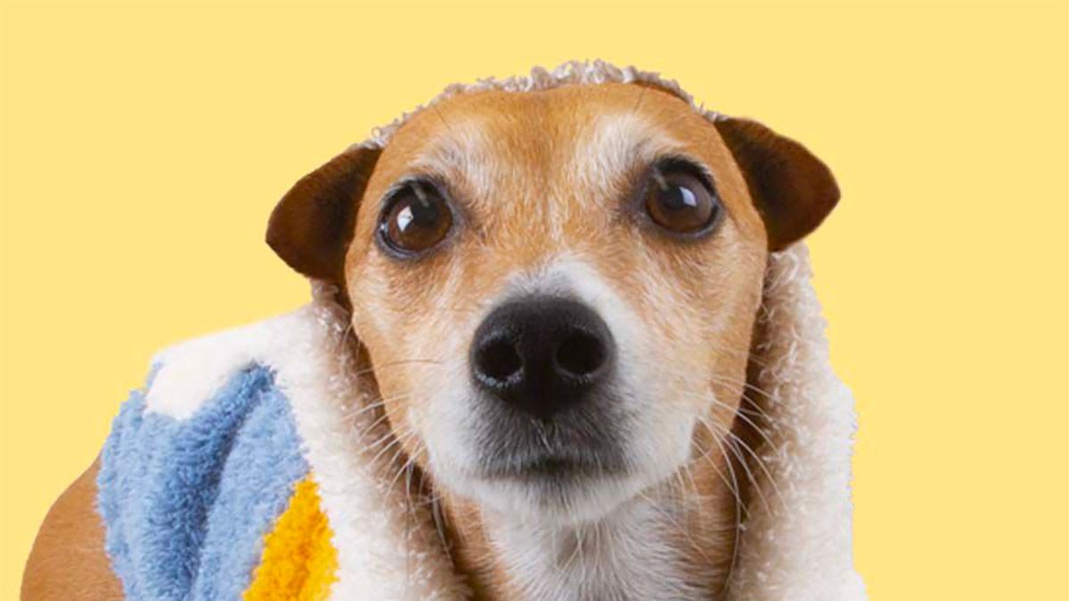 Los 10 mejores peluches para perros: resistentes y bonitos