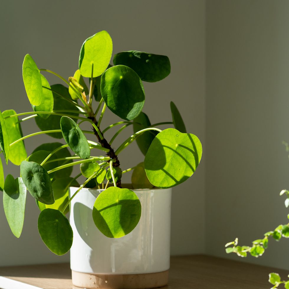 plantas purificadoras de aire pilea peperomioides planta de interior en maceta de cerámica en casa planta de dinero chino jardinería interior