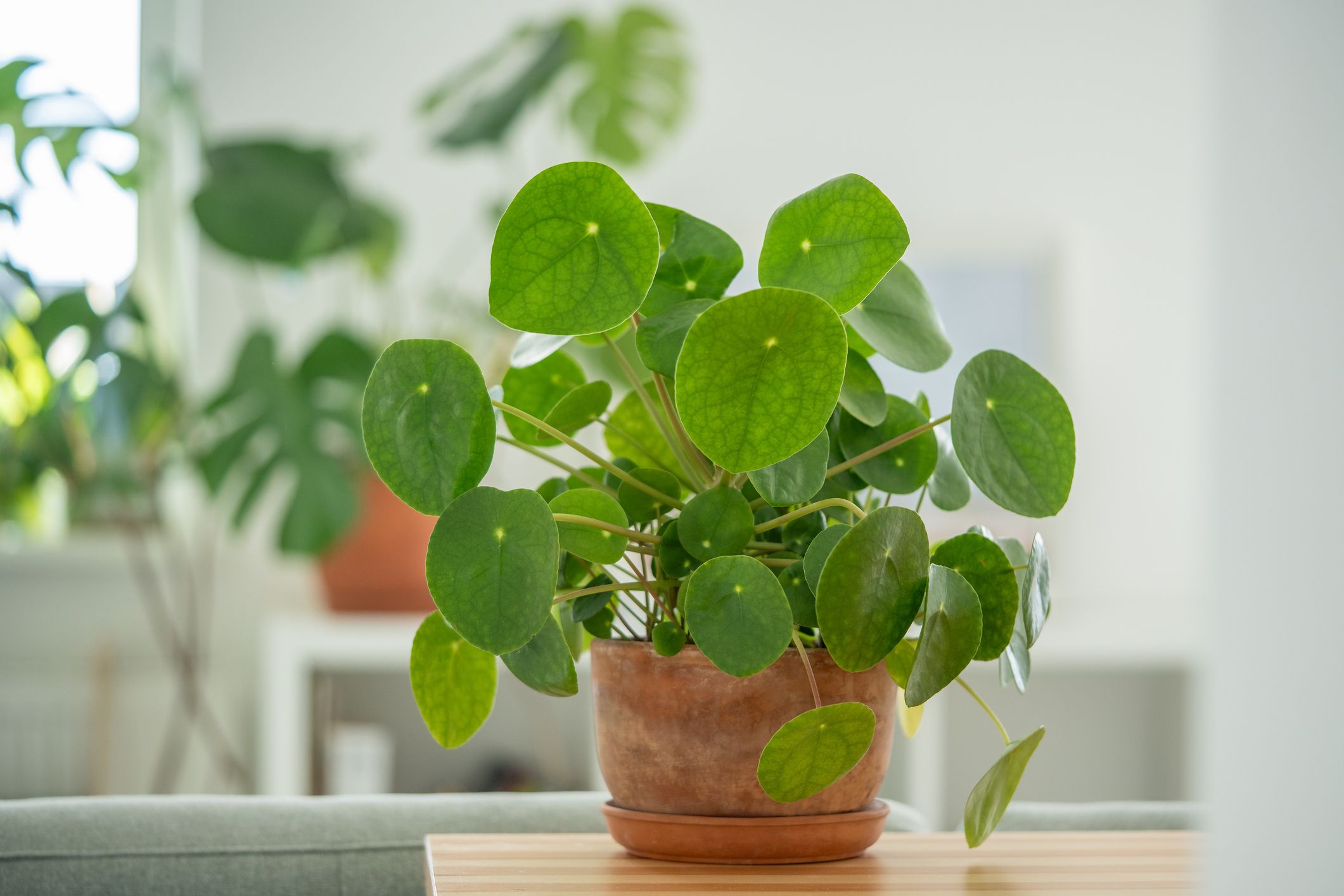 Indoor plants for dining table hotsell