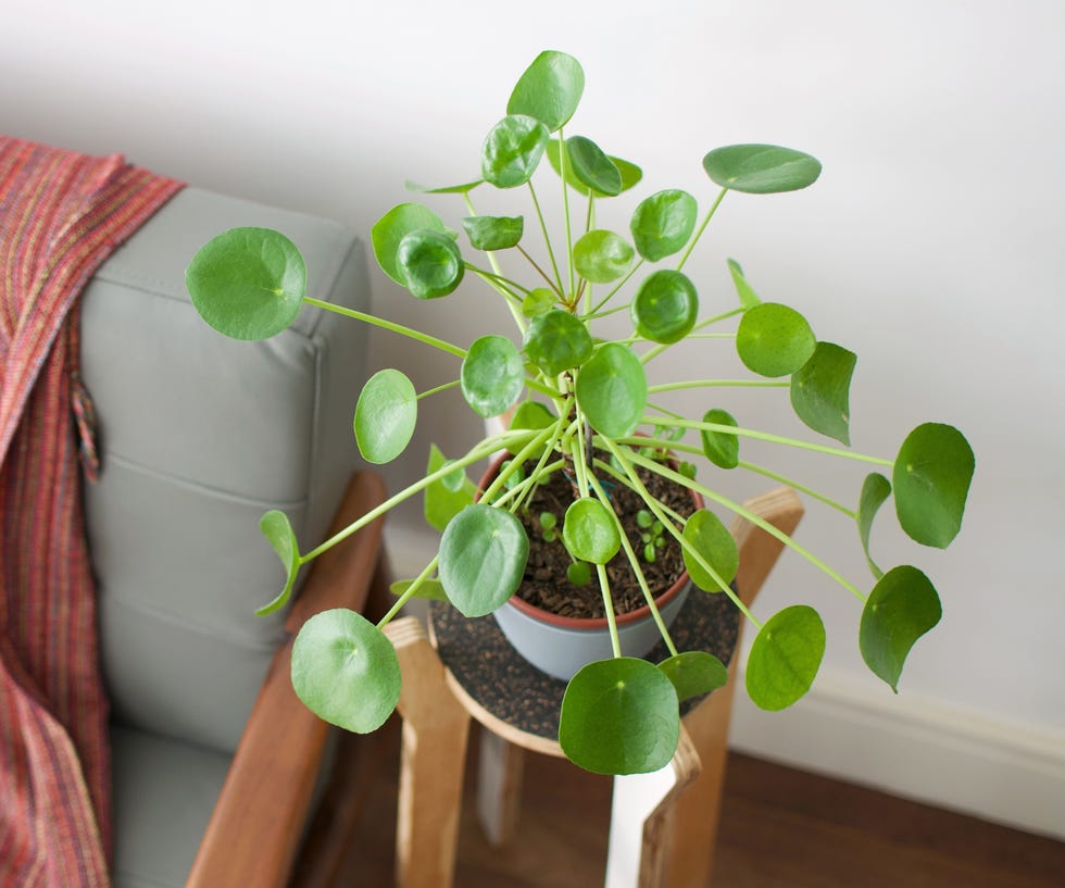 good luck plants pilea