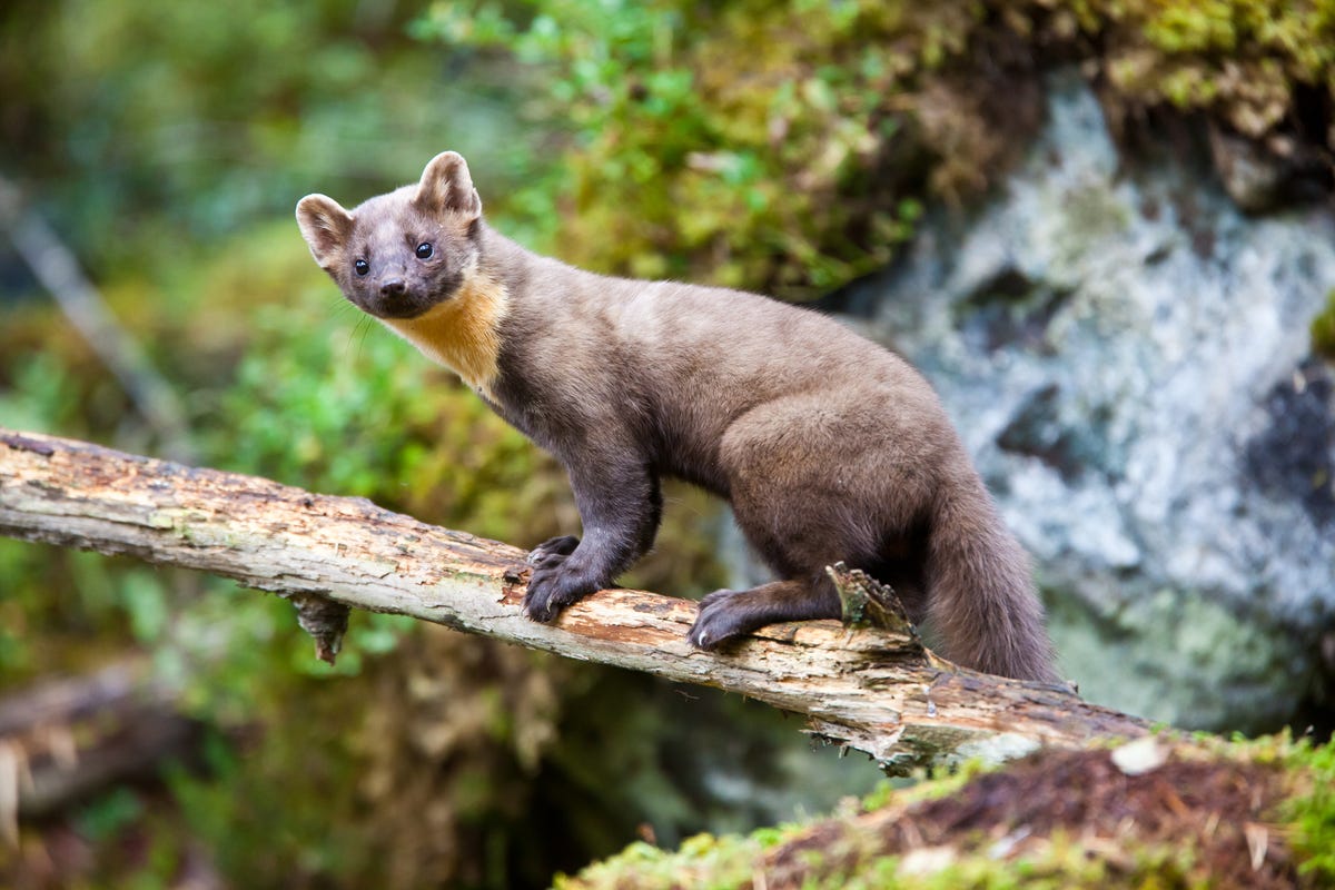 Pine Martens Successfully Released Into The Forest Of Dean