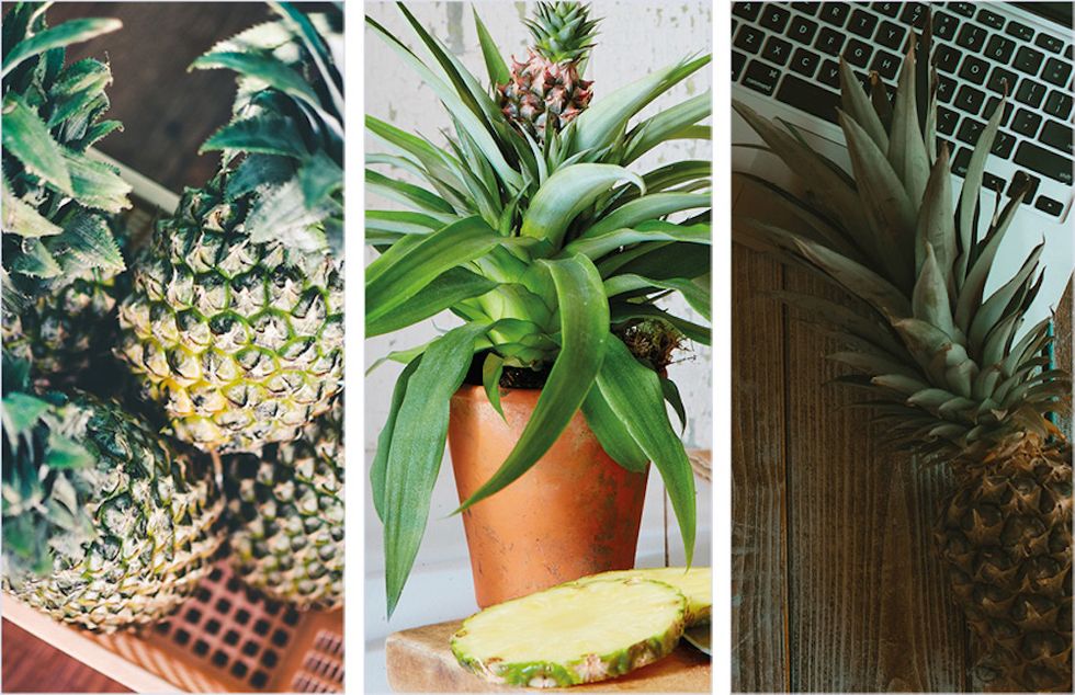 Pineapple, Ananas, Houseplant, Plant, Fruit, Terrestrial plant, Flowerpot, Flower, Leaf, Bromeliaceae, 