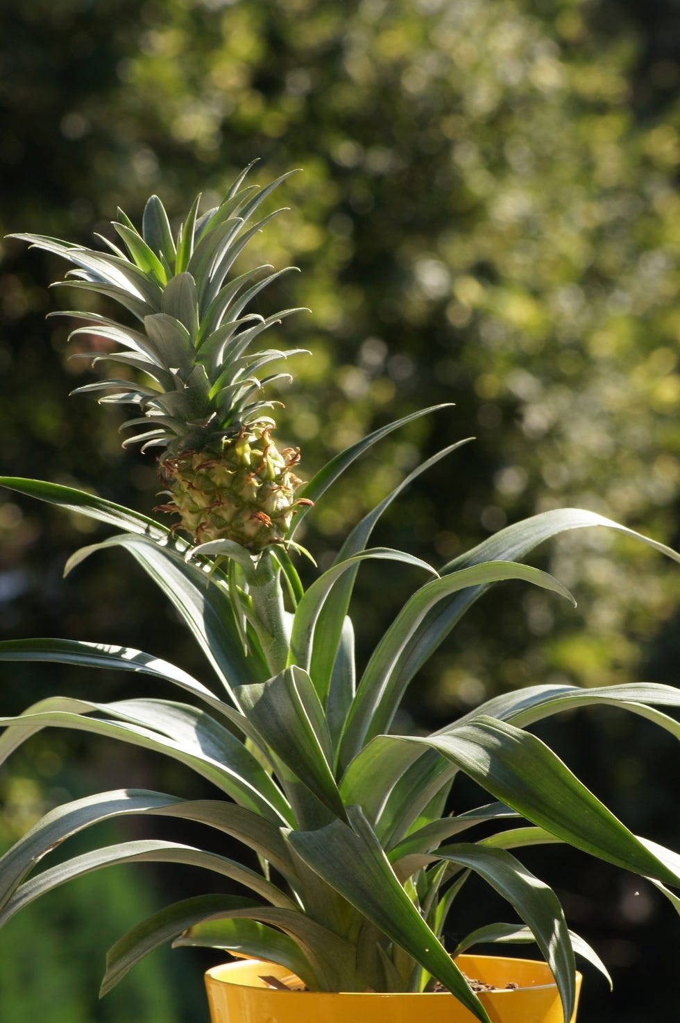 pineapple plant in the flower pot