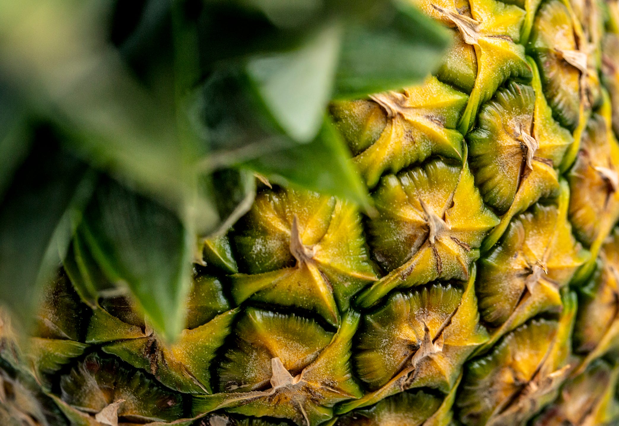 pineapple