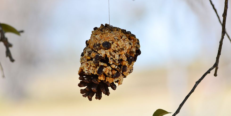 pine cone bird feeder