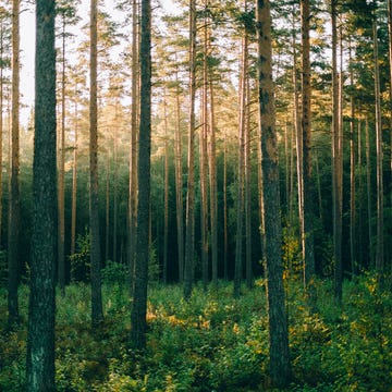 bosque de pinos al amanecer, sognsvann, oslo