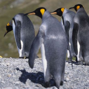 un científico observa de cerca una colonia de pingüinos