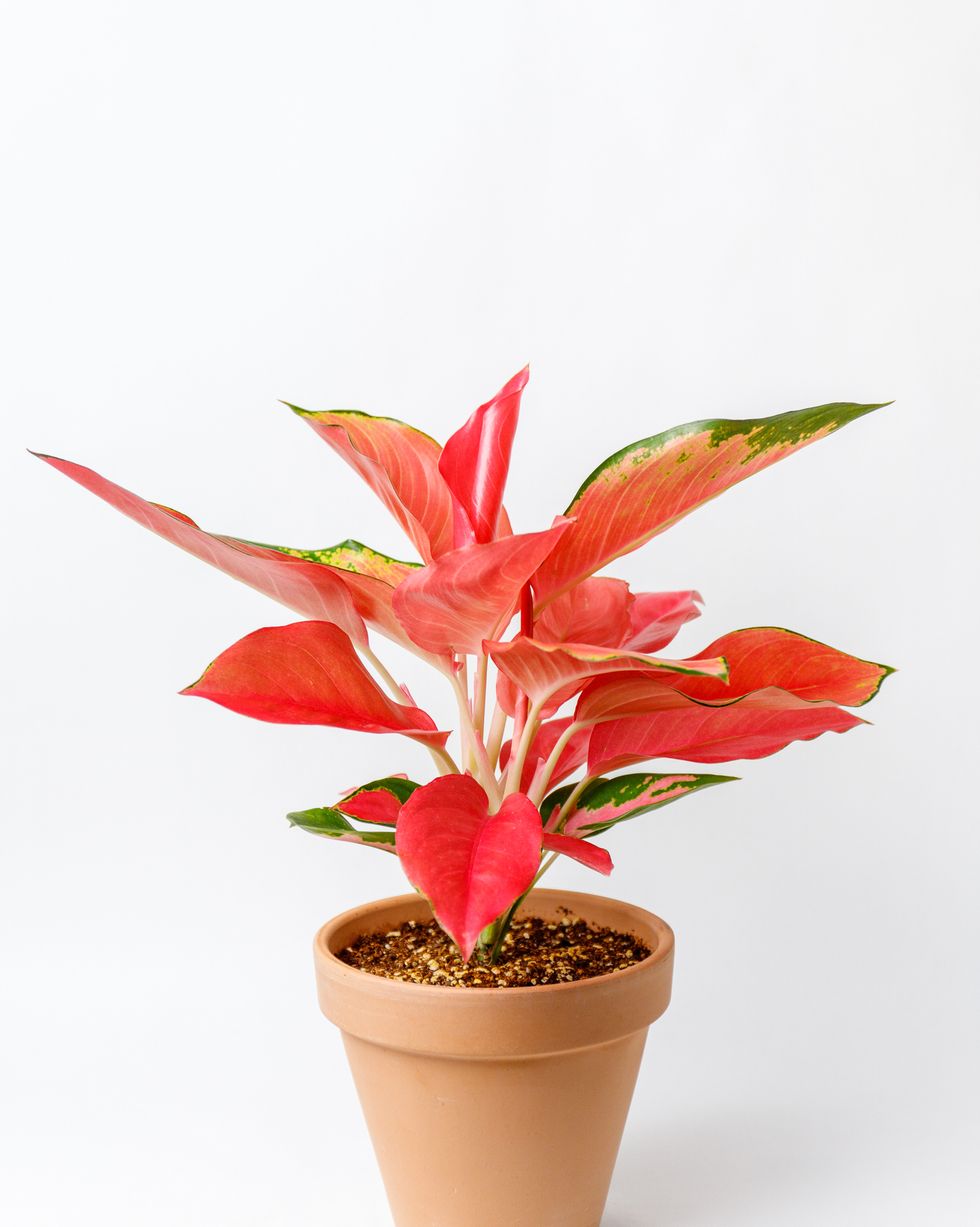 pink aglaonema chinese evergreen in a plant pot