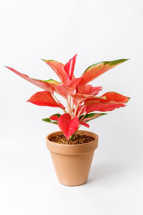 pink aglaonema chinese evergreen in a plant pot