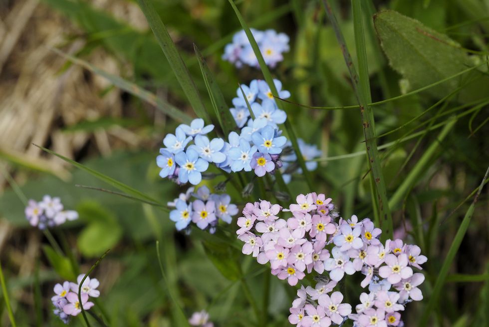 how to grow forget me nots alpestris