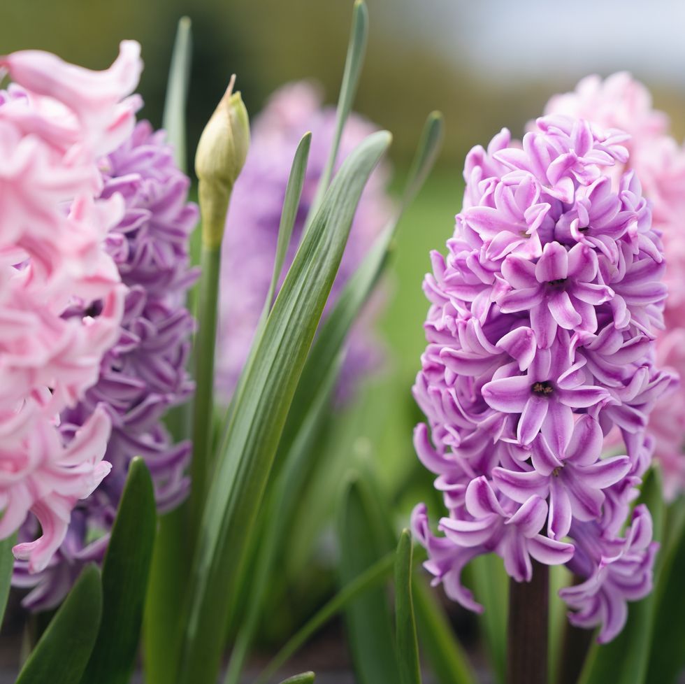 march baby names hyacinth