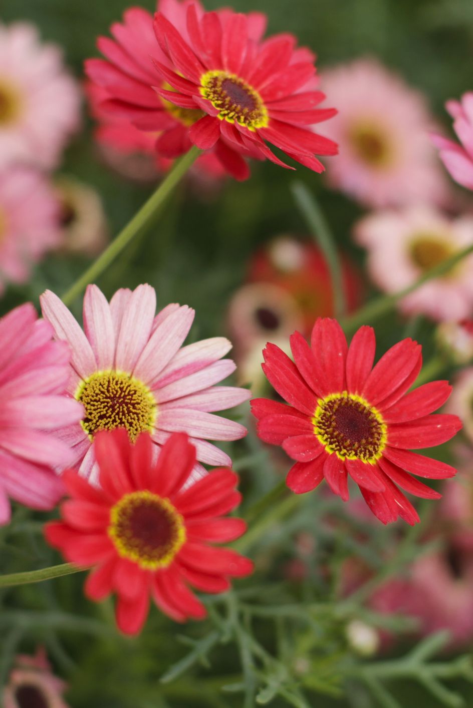 red and pink african daisies