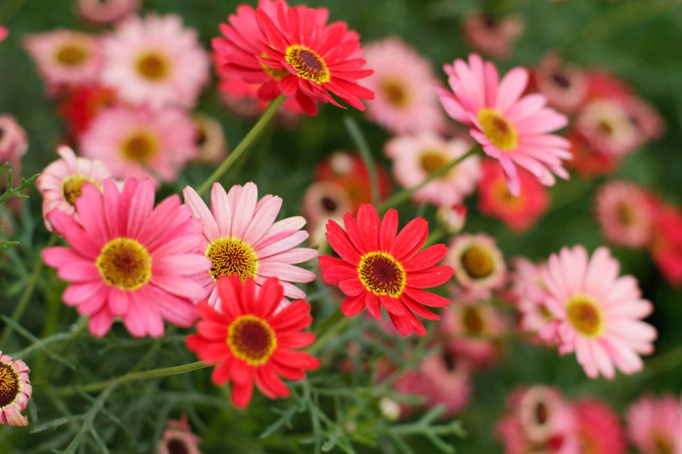 red and pink african daisies