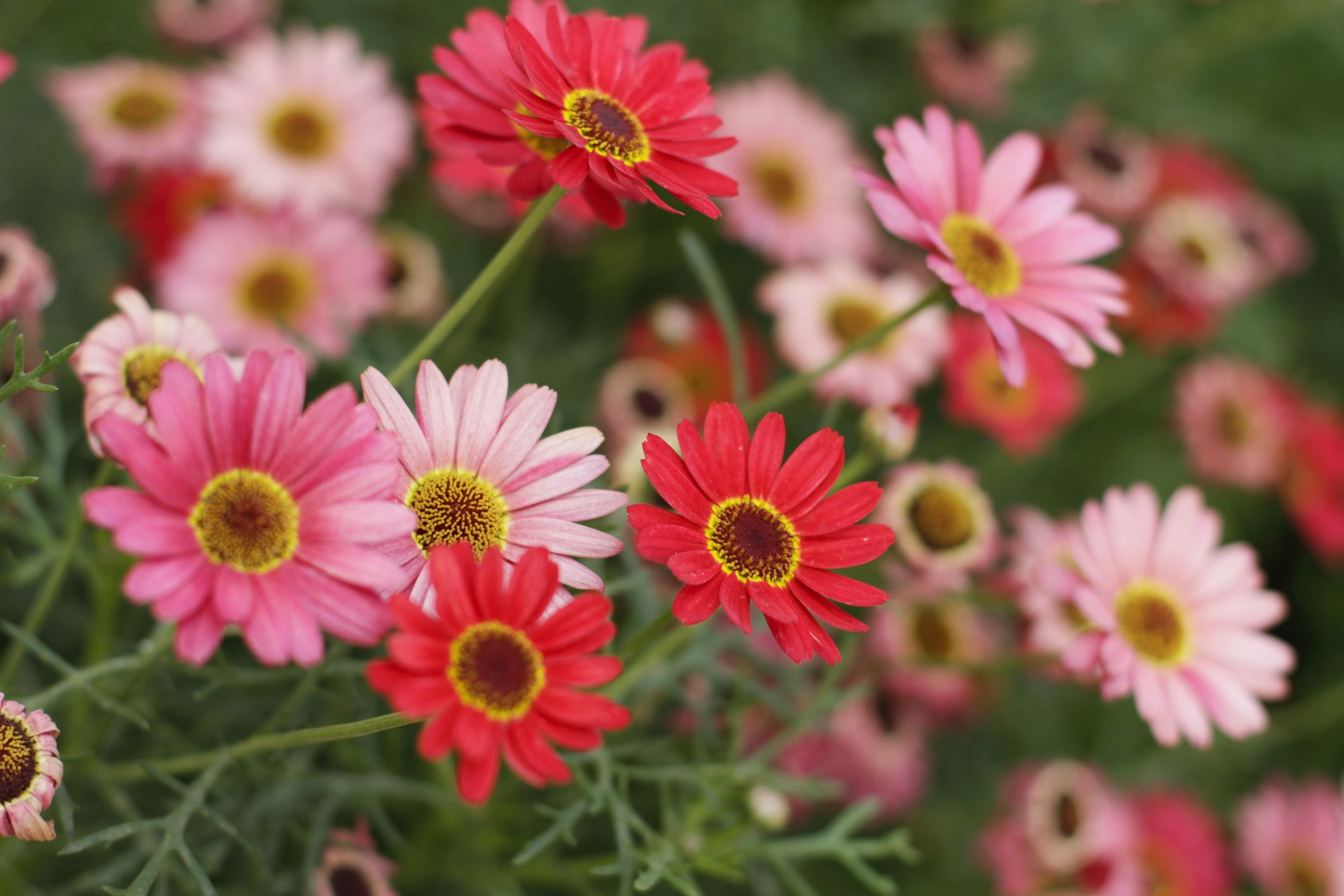 How to Grow Gerbera Daisies in Your Garden