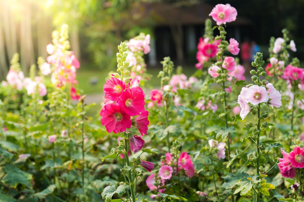 Pink and white hollyhock flowers