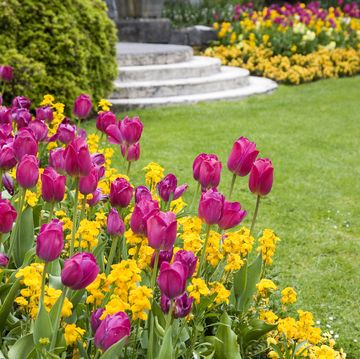 pink tulips and yellow flowers around a garden lawn