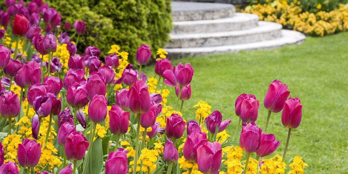 How and When to Plant Tulips