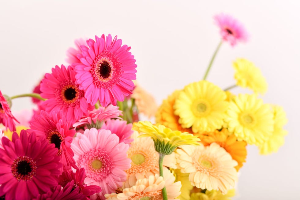 Easter flowers clearance