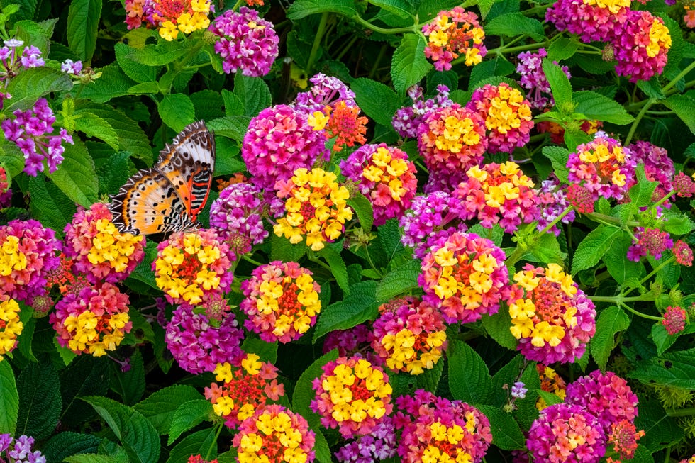 Flores Mini