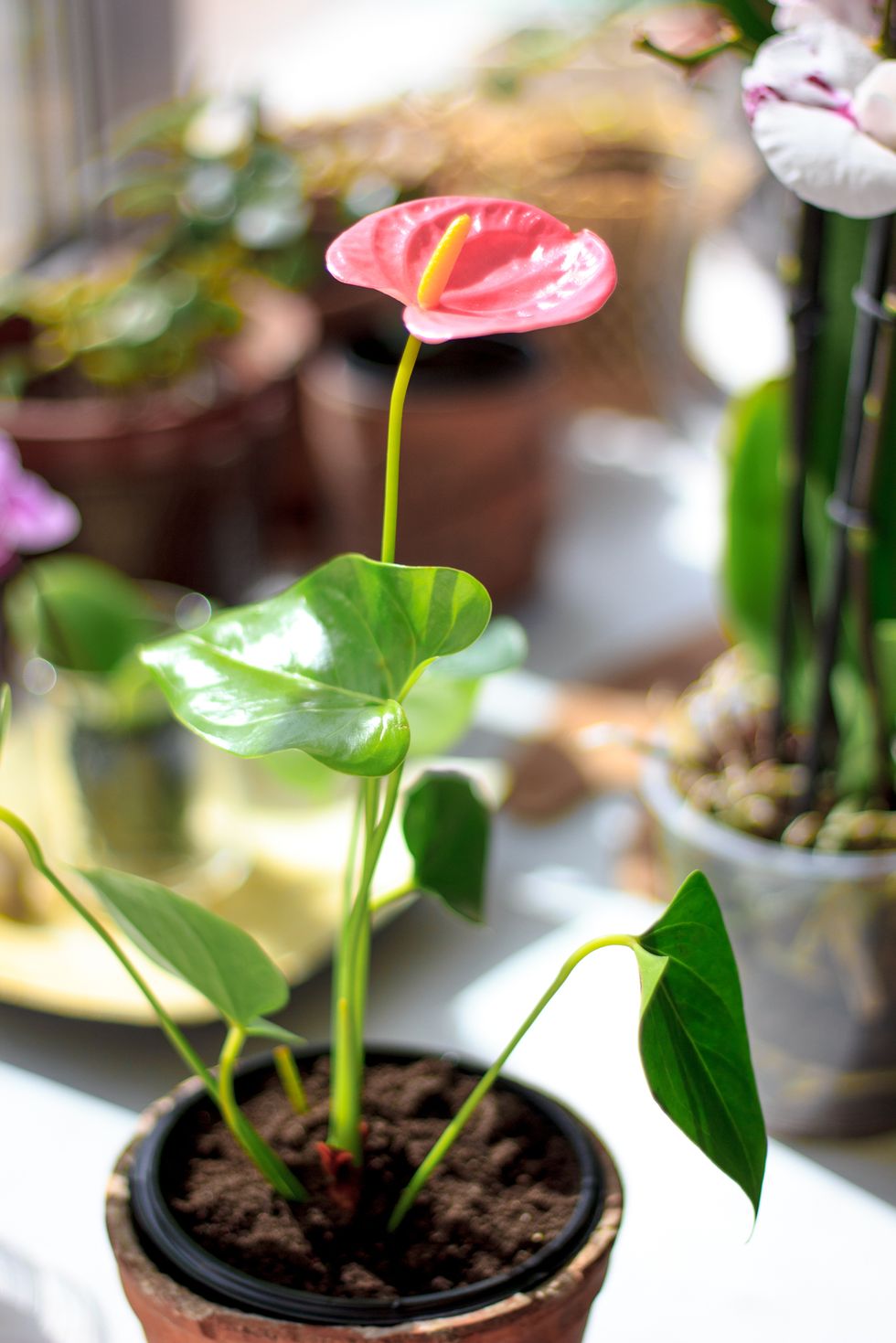 Pink anthurium flower