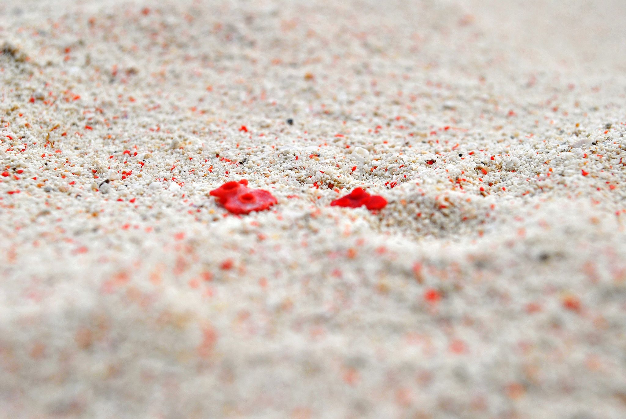 Rood koraal dat in het zand wordt verpulverd geeft de Pink Beach op het Isla Gran Santa Cruz  bij Zamboanga op de Filippijnen zijn roze tint