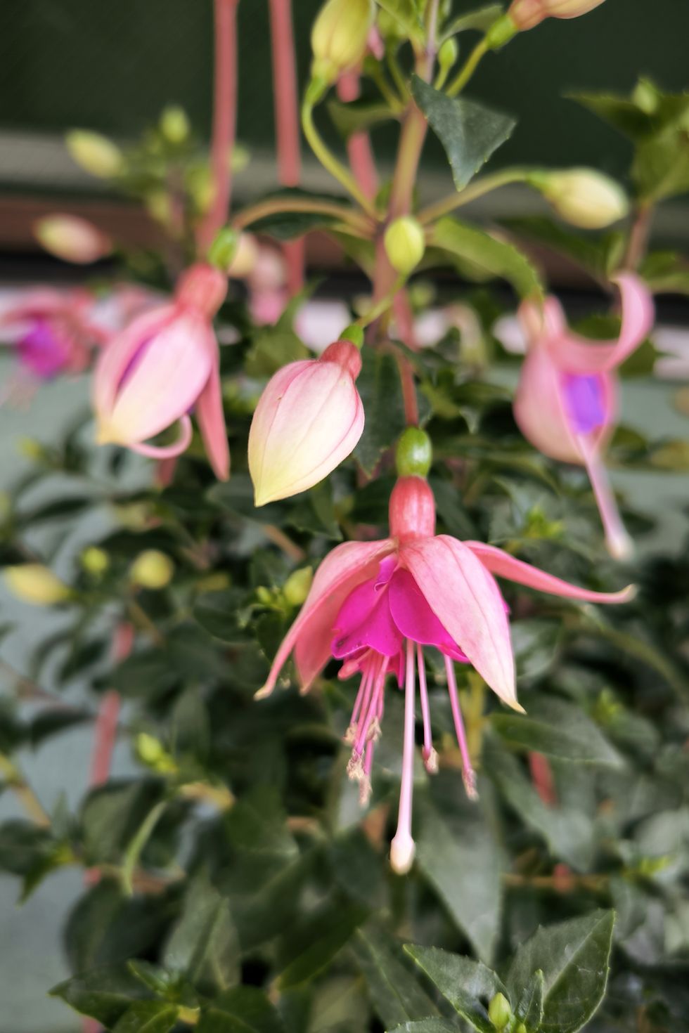 pink blooming fuchsia plant close up