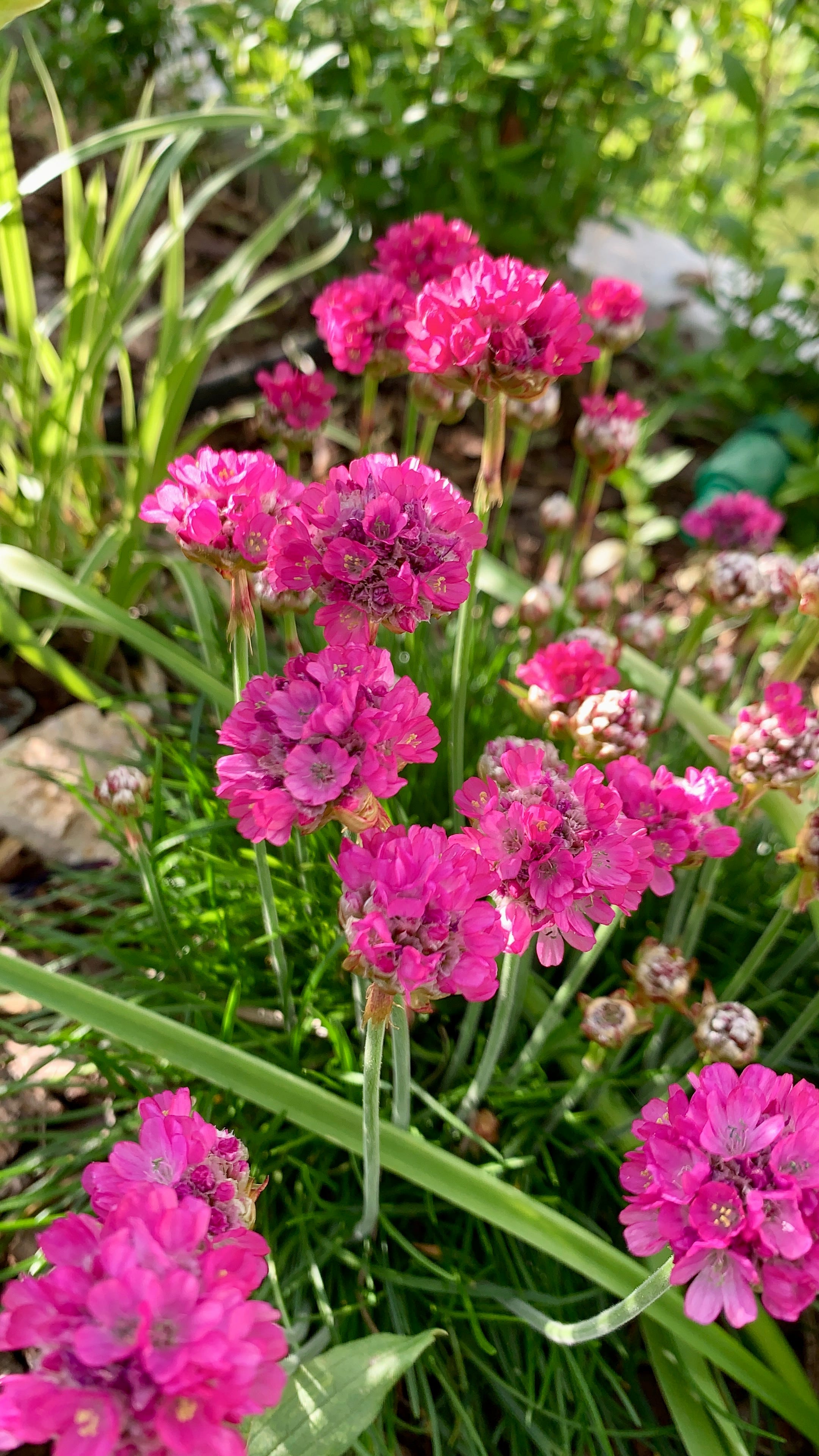 30 Best Perennial Plants for Year After Year of Beauty