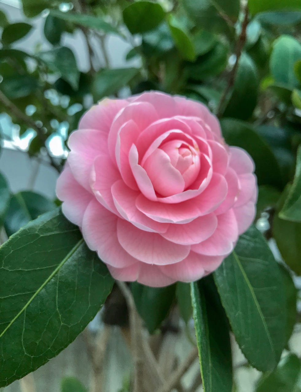 pink camellia flower