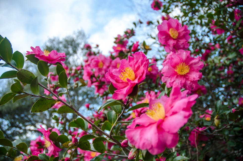 pink camellia trees in full bloom