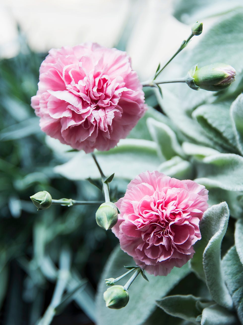 The 10 Best Edible Flowers To Decorate Your Food, According To A  Nutritionist