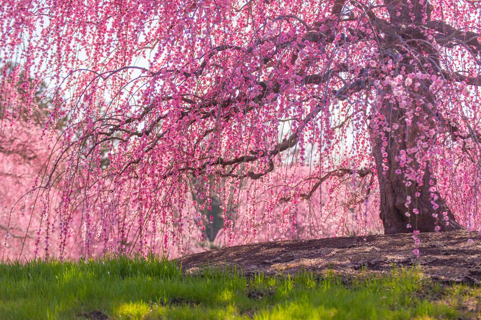 pink cherry blossoms in spring
