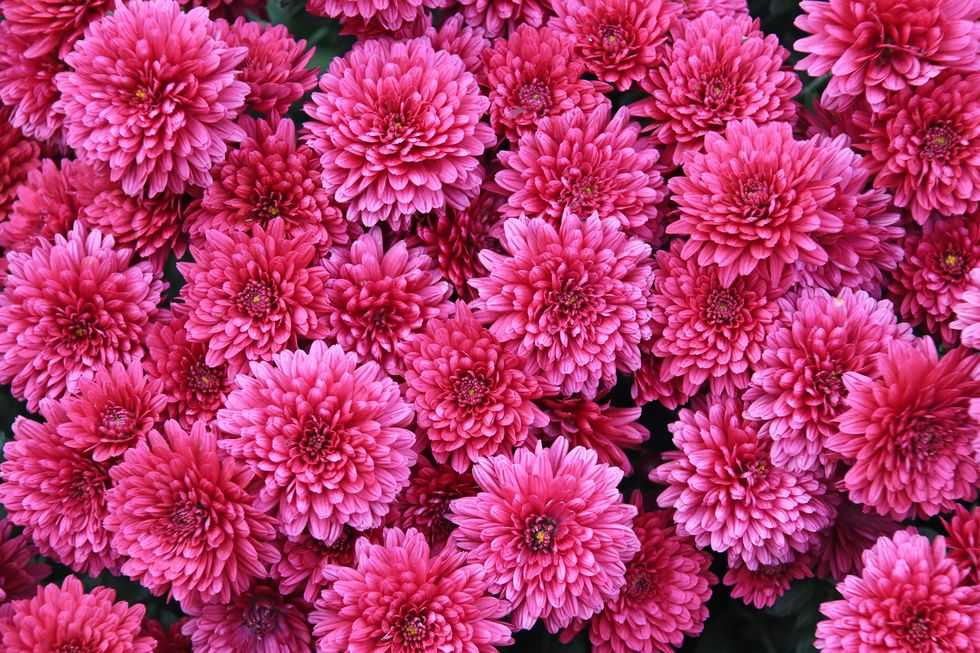 mums pink chrysanthemum, also called mums or chrysanths