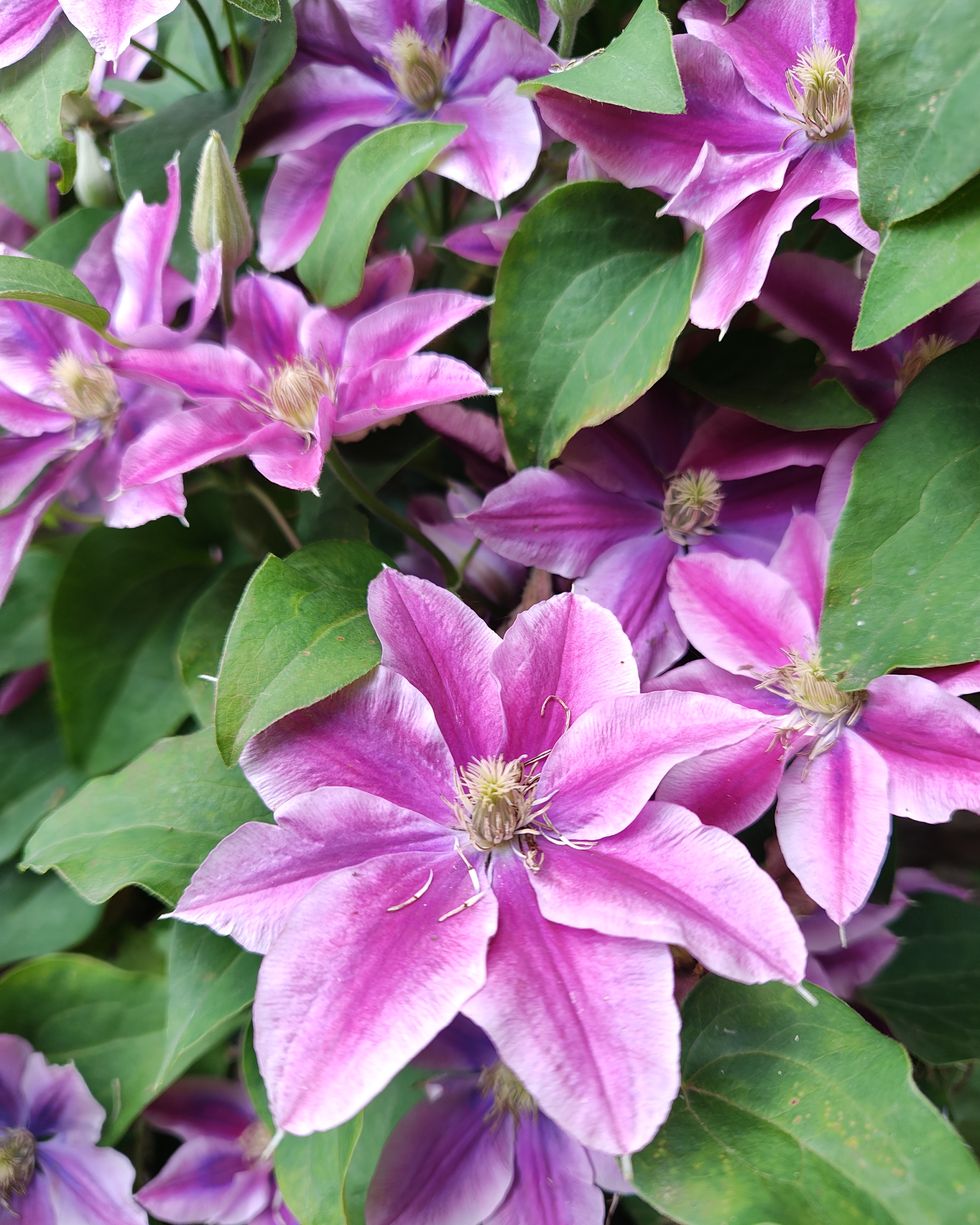 types of flowers clematis