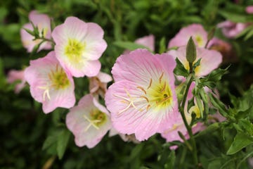 pink evening primrose  oenothera speciosa