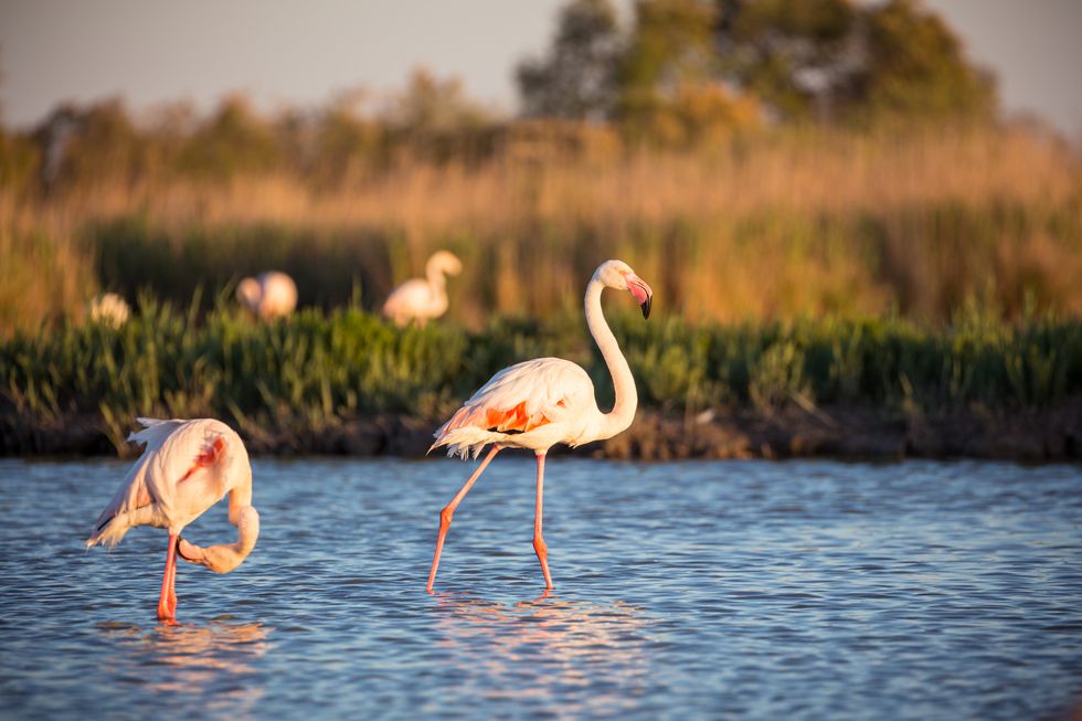 pink flamingo at sunset
