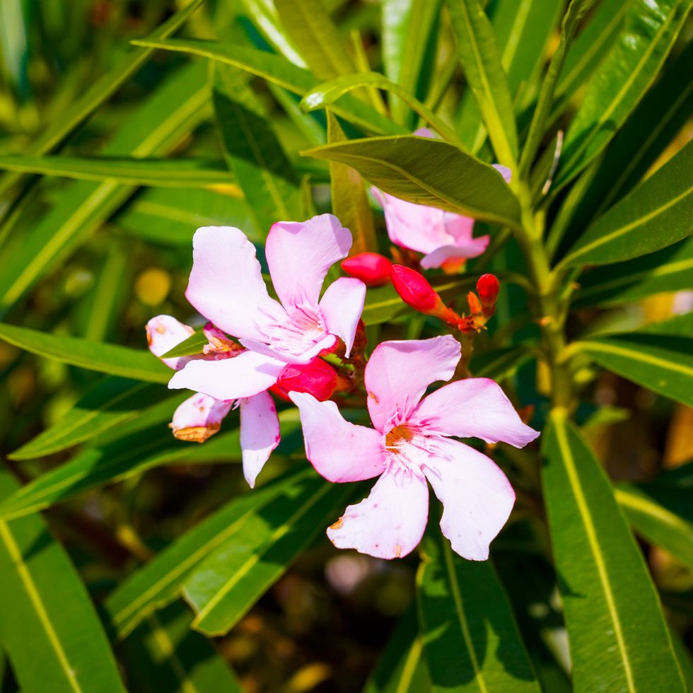 pink flower against green leaves
