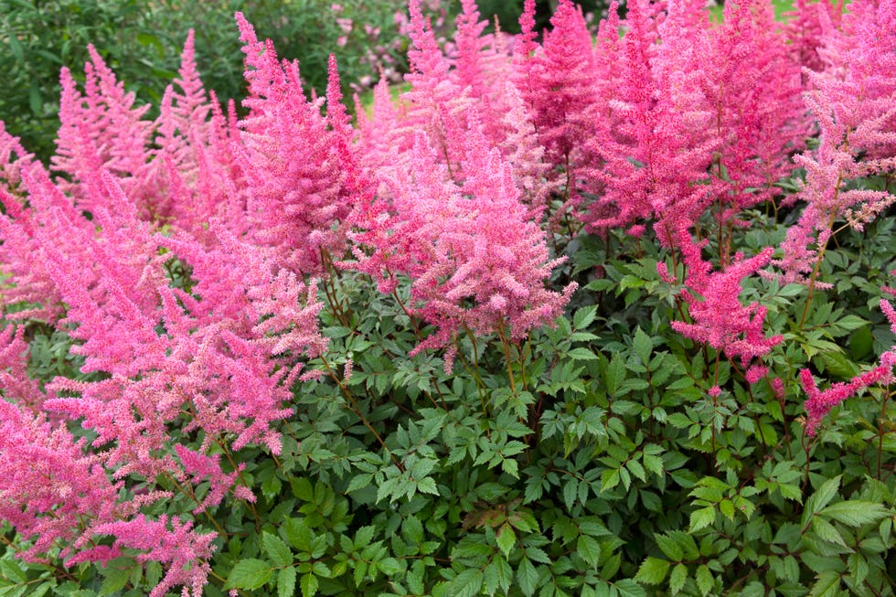 30 Best Pink Flowers for Gardens - Perennial & Annual Blossoms