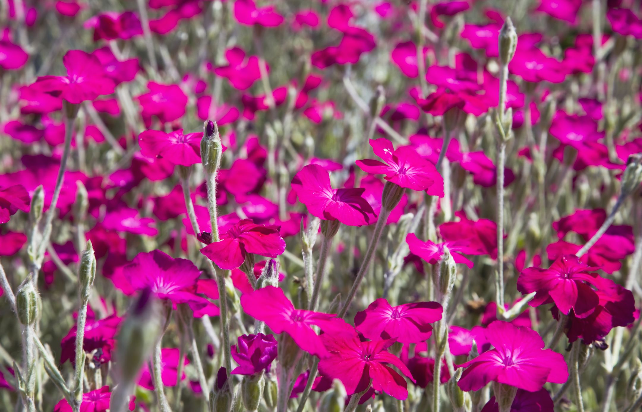 30 Best Pink Flowers for Gardens - Perennial & Annual Blossoms