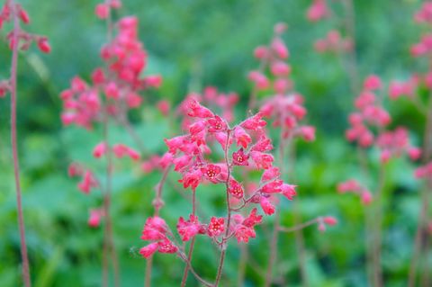Heuchera sanguinea ruby bells red flowers