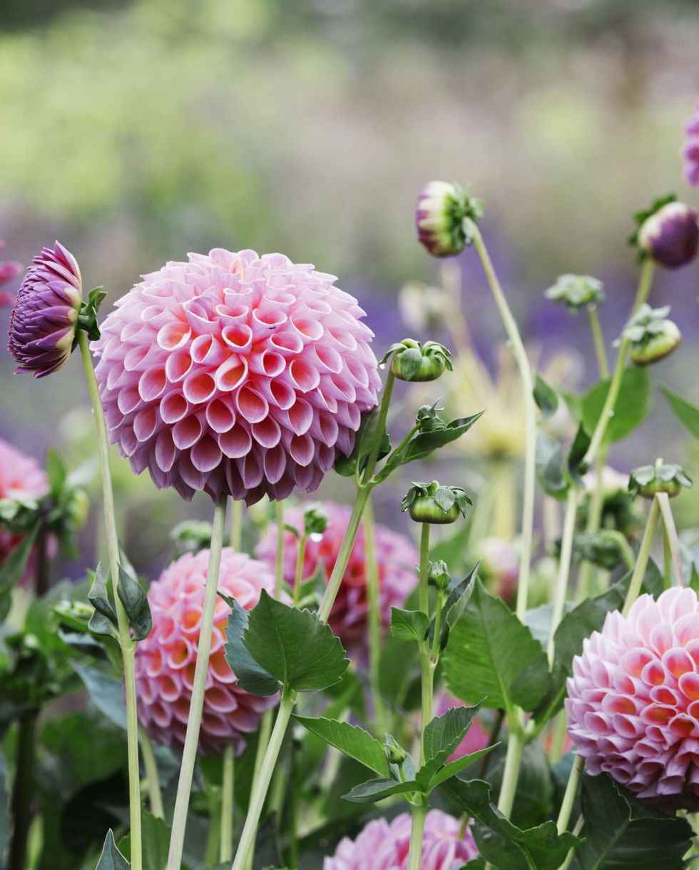 18 Plants With Gorgeous Pink Flowers