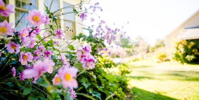 pink flowers in the garden