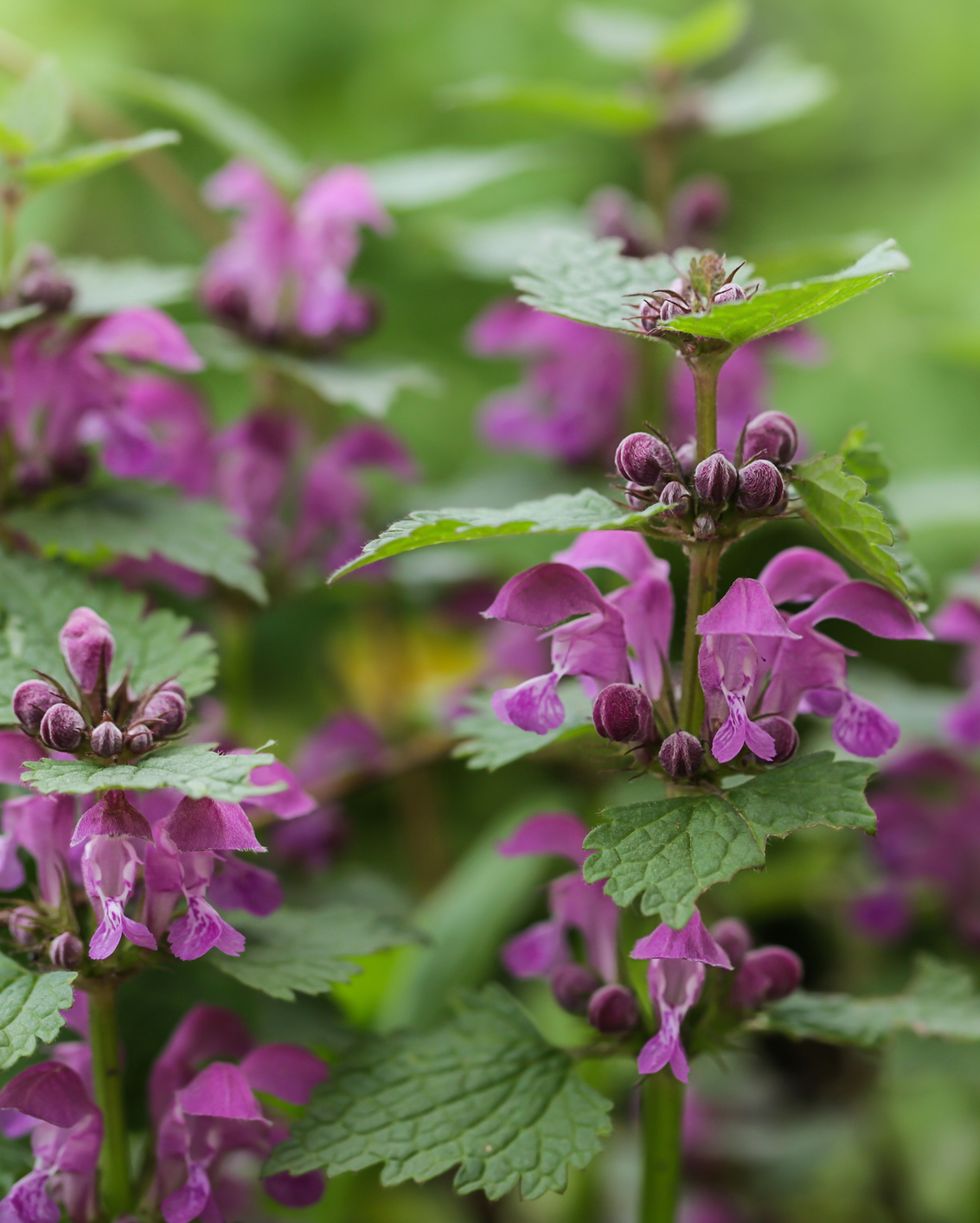 pink flowers of spotted dead nettle lamium maculatum lamium maculatum flowers close up selective focus