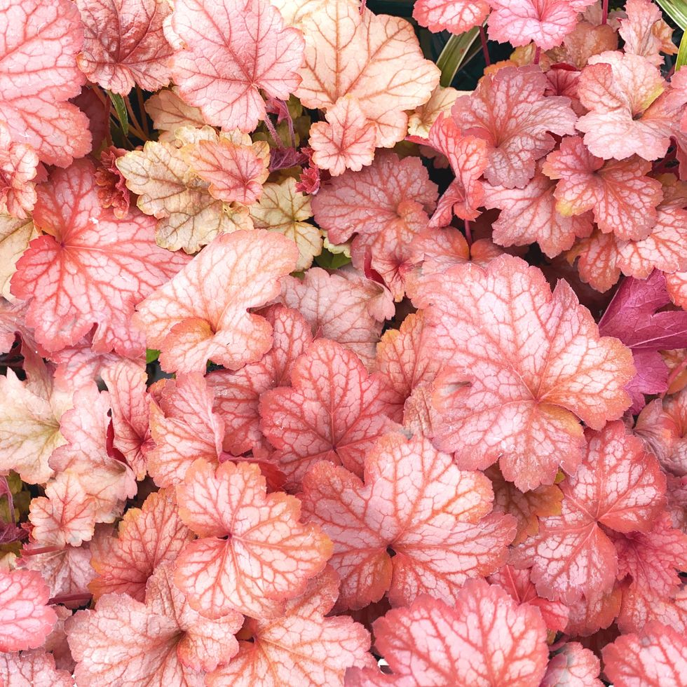 pink heuchera or coral bells leaves
