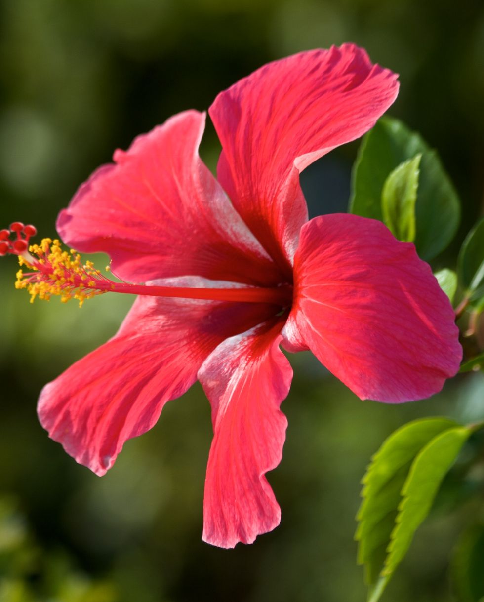 pink hibiscus “el capitolio” and red flowers