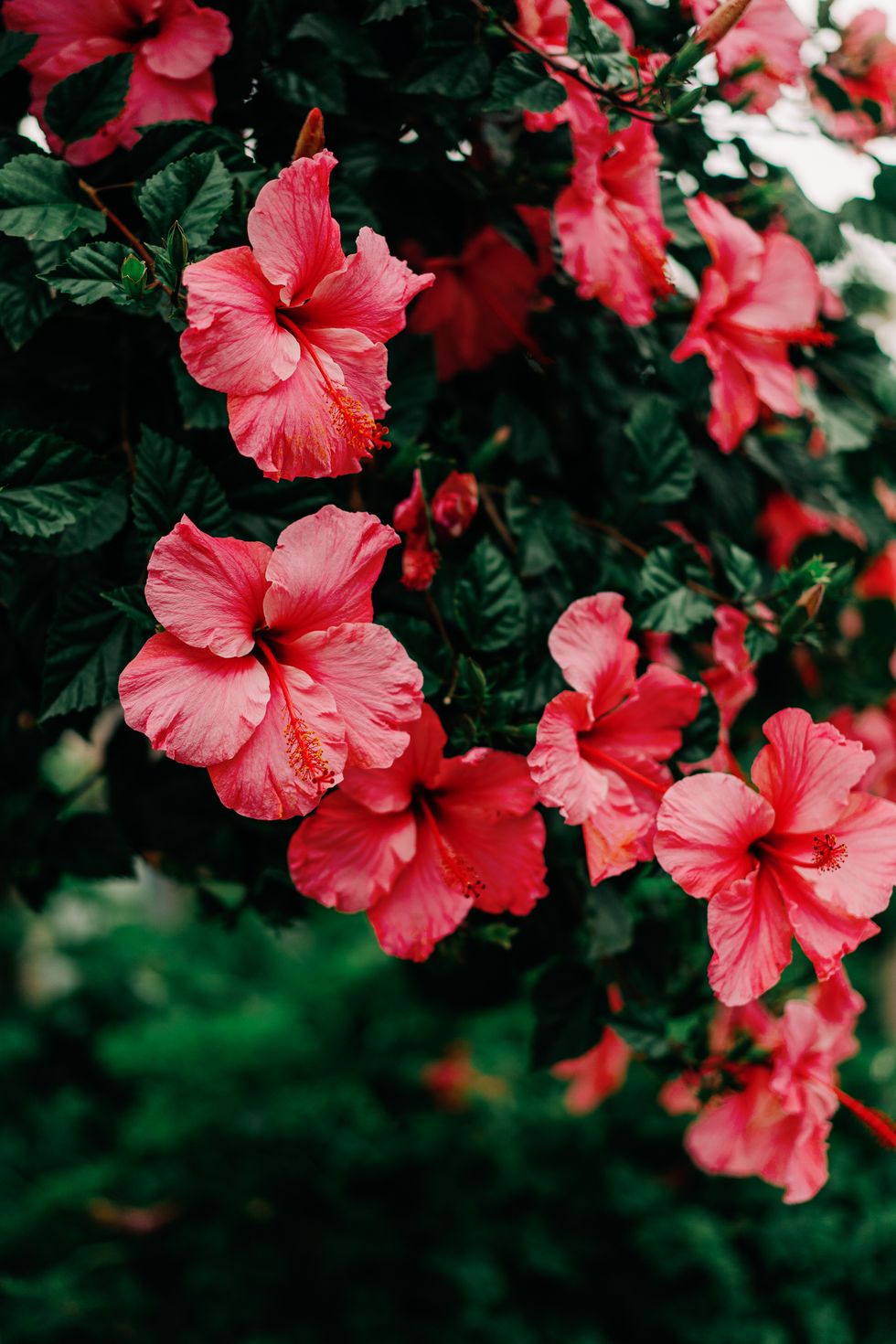 pink hibiscus flowers