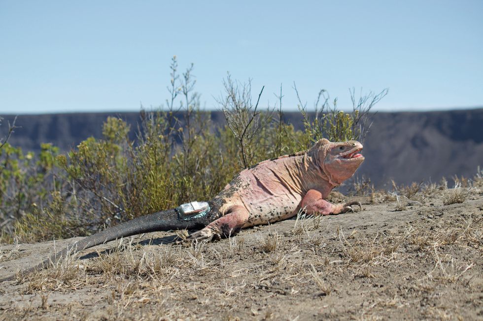 a solar powered gps﻿ tracking device is visible on a pink iguana