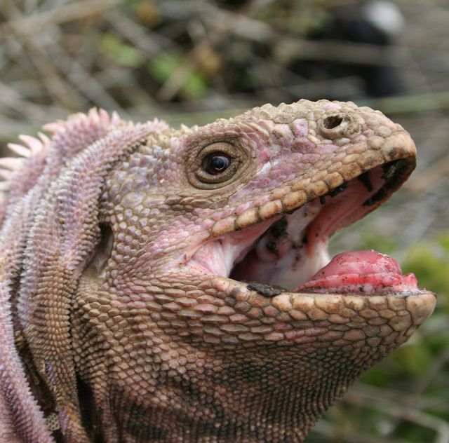 a closeup photo of a galapagos pink iguana